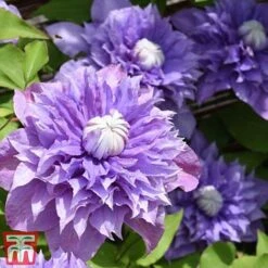 Clematis 'Multi Blue' 8 Clematis 'Multi Blue' -Flourish Flora CLEM T66153 D