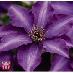 Clematis 'The President' -Flourish Flora CLEM T66160 C