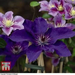 Clematis 'The President' -Flourish Flora CLEM T66160 G