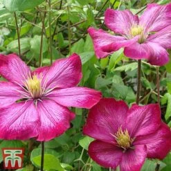 Clematis 'Ville De Lyon' -Flourish Flora CLEM T66161 C