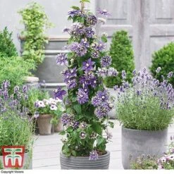 Clematis Florida 'Taiga' -Flourish Flora CLEM T71512 B1