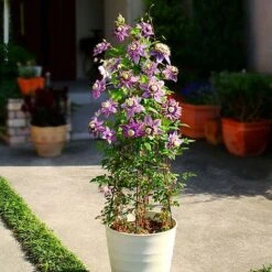 Clematis Florida 'Taiga' -Flourish Flora CLEM T71512 B h