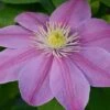 Clematis Alaina&trade; Evipo056