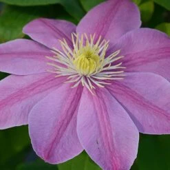 Clematis Alaina&trade; Evipo056