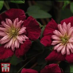 Clematis Avant-Garde&trade; Evipo033 -Flourish Flora CLEM T77107 B