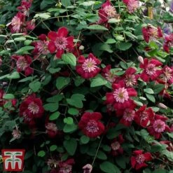 Clematis Avant-Garde&trade; Evipo033 -Flourish Flora CLEM T77107 C