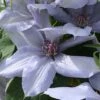 Clematis Bernadine&trade; Evipo061