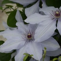 Clematis Bernadine&trade; Evipo061 -Flourish Flora CLEM T77108 B h