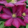 Clematis Bourbon&trade; Evipo018