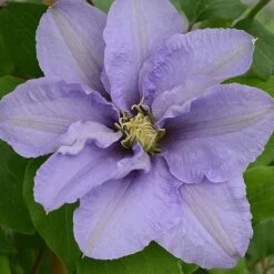 Clematis Cezanne&trade; Evipo023 -Flourish Flora CLEM T77110 B h