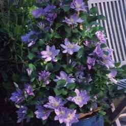 Clematis Cezanne&trade; Evipo023 -Flourish Flora CLEM T77110 C h