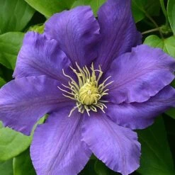 Clematis Chevalier&trade; Evipo040 -Flourish Flora CLEM T77113 A h