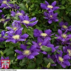 Clematis Chevalier&trade; Evipo040 -Flourish Flora CLEM T77113 D