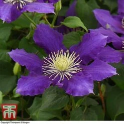 Clematis Chevalier&trade; Evipo040 -Flourish Flora CLEM T77113 E