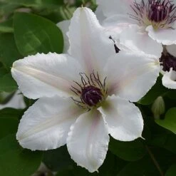Clematis The Countess Of Wessex&trade; Evipo073 -Flourish Flora CLEM T77115 A h