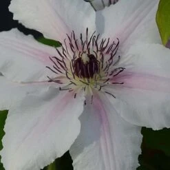 Clematis The Countess Of Wessex&trade; Evipo073 -Flourish Flora CLEM T77115 B h