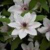 Clematis The Countess Of Wessex&trade; Evipo073