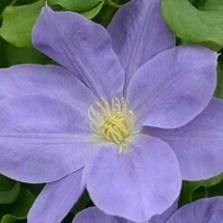 Clematis Diana's Delight&trade; Evipo026 -Flourish Flora CLEM T77118 B h