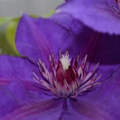 Clematis Edda&trade; Evipo074 -Flourish Flora CLEM T77119 A h