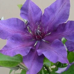 Clematis Fleuri&trade; Evipo042