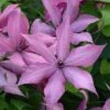 Clematis Giselle&trade; Evipo051