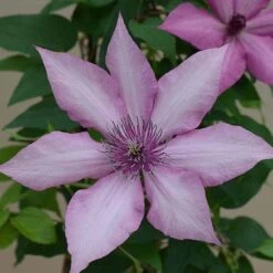 Clematis Giselle&trade; Evipo051 -Flourish Flora CLEM T77122 B h