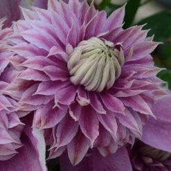 Clematis Josephine&trade; Evijohill -Flourish Flora CLEM T77125 C h