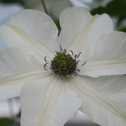 Clematis Pistachio&trade; Evirida -Flourish Flora CLEM T77131 B h