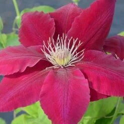 Clematis Rebecca&trade; Evipo016 -Flourish Flora CLEM T77132 A h