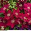 Clematis Rebecca&trade; Evipo016