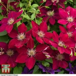 Clematis Rebecca&trade; Evipo016