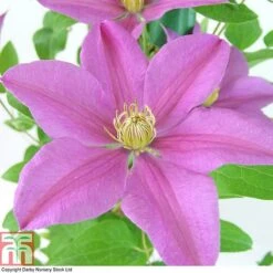 Clematis 'Sally'&trade; Evipo077 -Flourish Flora CLEM T77135 A