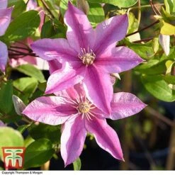 Clematis 'Sally'&trade; Evipo077 -Flourish Flora CLEM T77135 AA