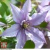 Clematis 'Samaritan Jo'&trade; Evipo075