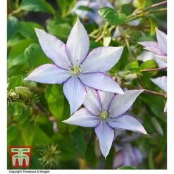 Clematis 'Samaritan Jo'&trade; Evipo075 -Flourish Flora CLEM T77136 AA