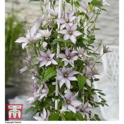 Clematis 'Samaritan Jo'&trade; Evipo075 -Flourish Flora CLEM T77136 CC
