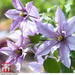 Clematis 'Samaritan Jo'&trade; Evipo075 -Flourish Flora CLEM T77136 D