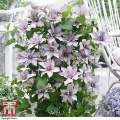 Clematis 'Samaritan Jo'&trade; Evipo075 -Flourish Flora CLEM T77136 DD