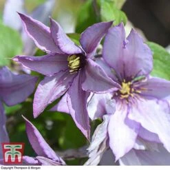 Clematis 'Samaritan Jo'&trade; Evipo075 -Flourish Flora CLEM T77136 E