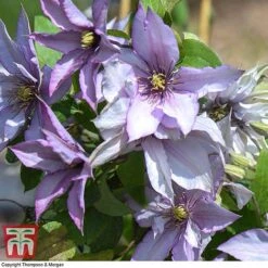Clematis 'Samaritan Jo'&trade; Evipo075 -Flourish Flora CLEM T77136 F