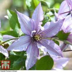 Clematis 'Samaritan Jo'&trade; Evipo075 -Flourish Flora CLEM T77136 G