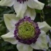 Clematis Viennetta&trade; Evipo006