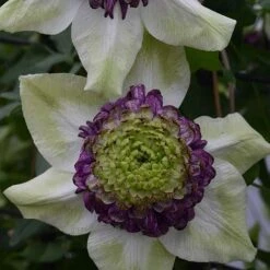 Clematis Viennetta&trade; Evipo006