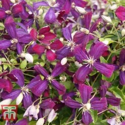 Clematis 'Sweet Summer Love' -Flourish Flora CLEM T79781 C