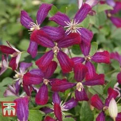 Clematis 'Sweet Summer Love' -Flourish Flora CLEM T79781 D