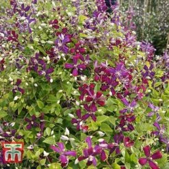 Clematis 'Sweet Summer Love' -Flourish Flora CLEM T79781 E
