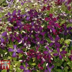 Clematis 'Sweet Summer Love' -Flourish Flora CLEM T79781 H