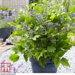 Clematis 'New Love' -Flourish Flora CLEM TJ55647 B