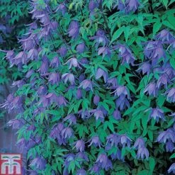 Clematis Macropetala