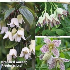 Winter Flowering Clematis Trio